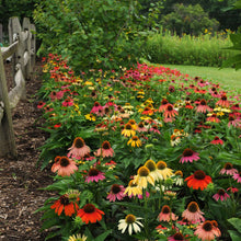 Cheyenne spirit coneflowers in red, orange, and yellow against a blurred green background.