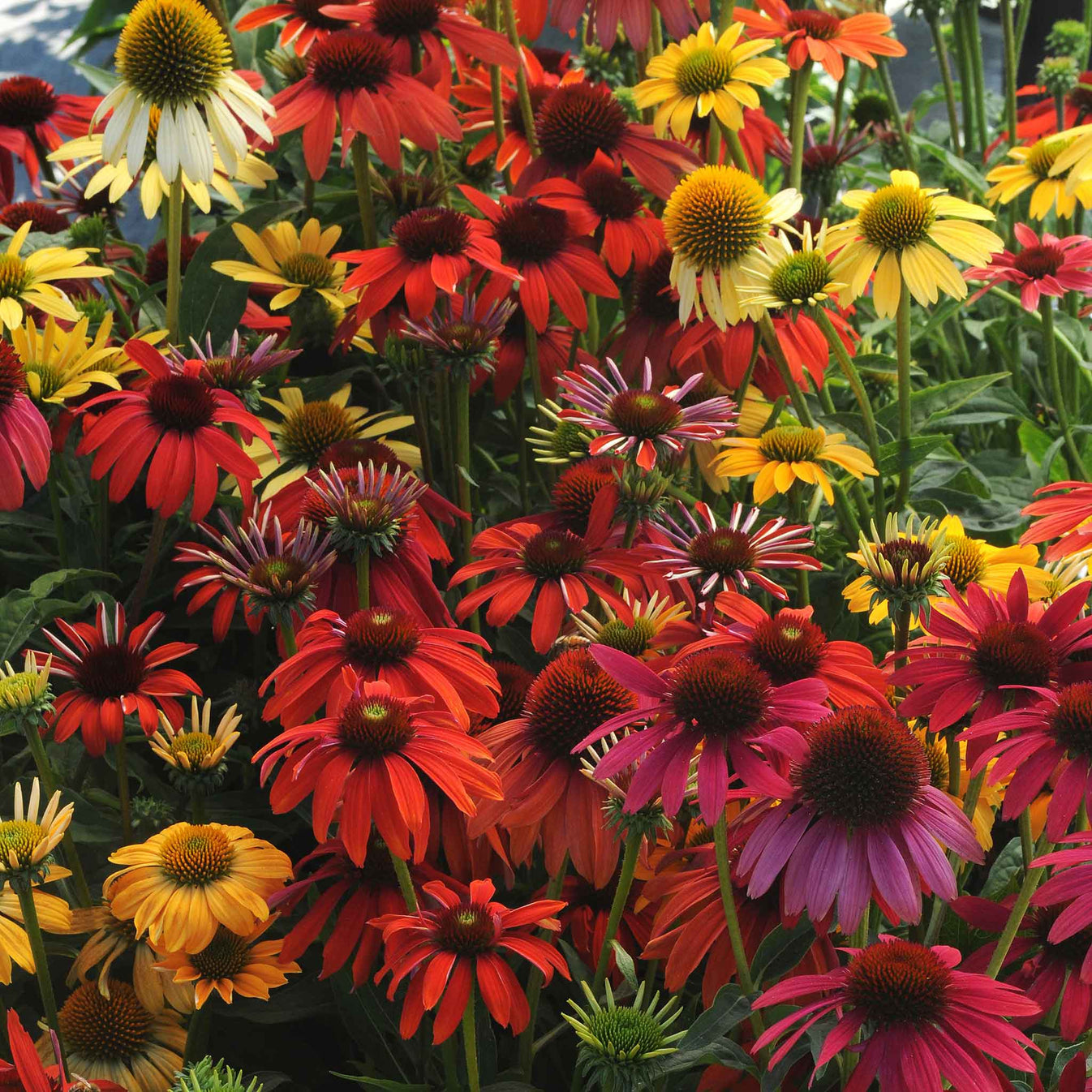 Coneflower Seeds Cheyenne Spirit Flower Seeds in Packets & Bulk