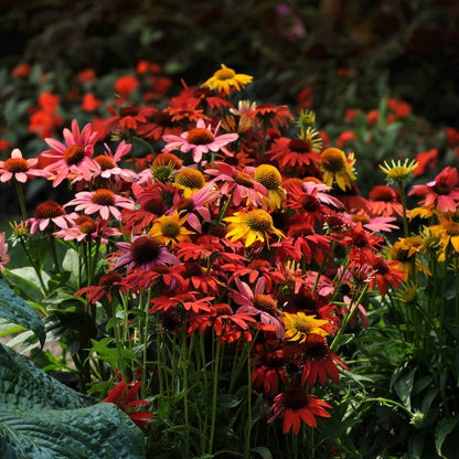 Cheyenne spirit coneflowers in red and orange filling a sunny garden setting.