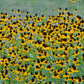 coneflower clasping