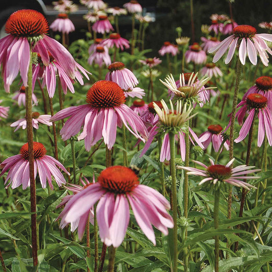 coneflower organic purple