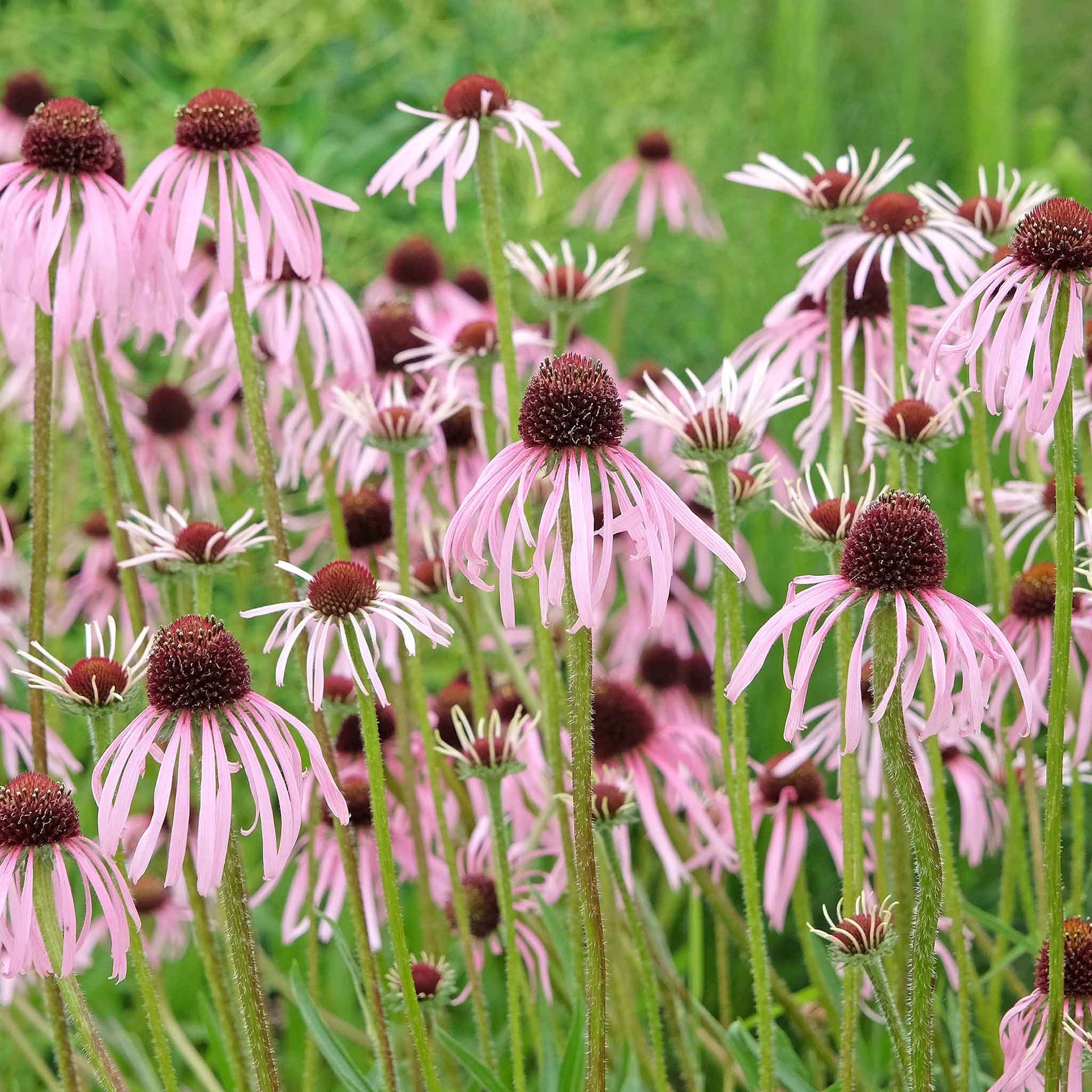 Pale pink coneflowers with dark reddish-brown centers blooming in a lush green garden.