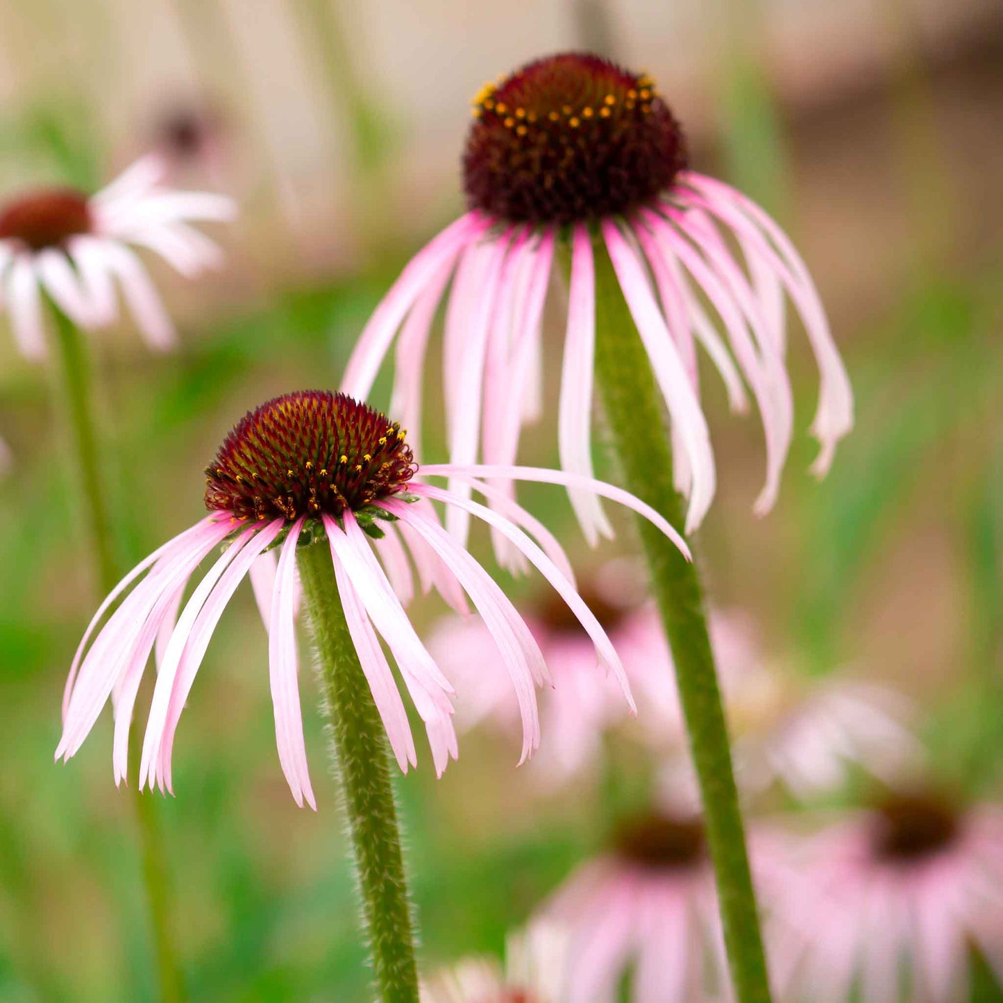 Close-up of pale pink coneflowers with dark brown centers and green stems in a soft-focus garden setting.