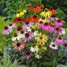 Paradiso mix coneflowers in purple, yellow, and pink against a blurred green background.