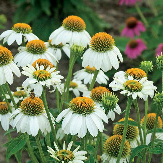 coneflower powwow white