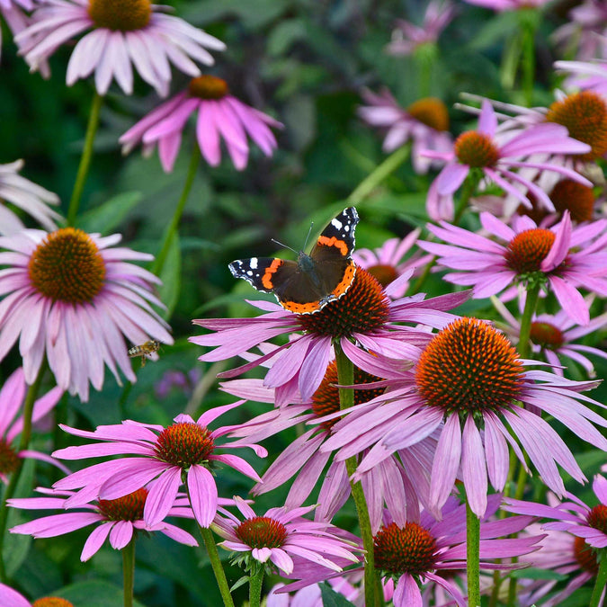 Purple Coneflower Seeds (Echinacea)