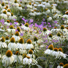 White swan coneflowers blooming among colorful purple and pink flowers in a garden.