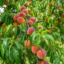 Contender Peach Tree