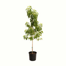 Contender Peach Tree