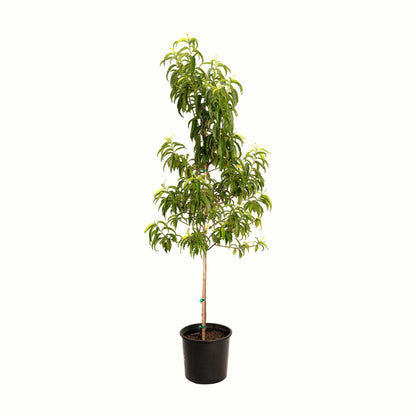 Contender Peach Tree