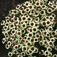Cream and red corusco cream red coreopsis flowers against a blurred dark background.