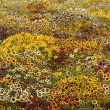 Pink and yellow incredible dwarf mix coreopsis flower against a blurred green background.
