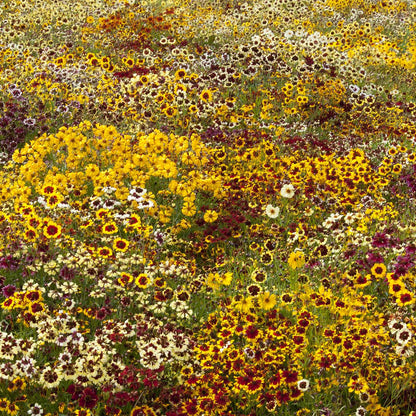 Pink and yellow incredible dwarf mix coreopsis flower against a blurred green background.