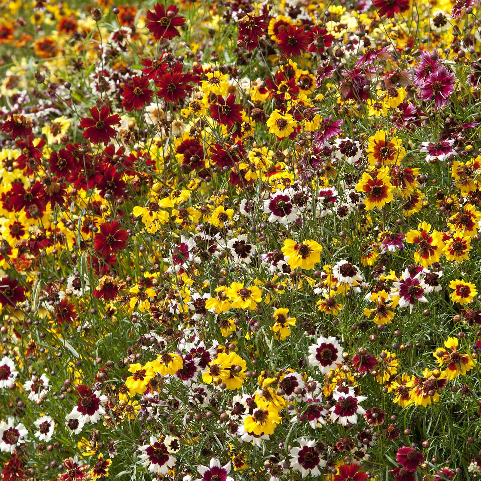 Yellow incredible dwarf mix coreopsis with red center growing along a garden border.