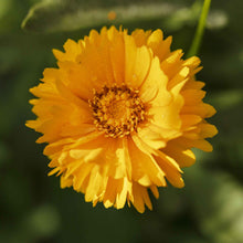 Yellow sunburst coreopsis flower with red center blooming against a blurred green background.