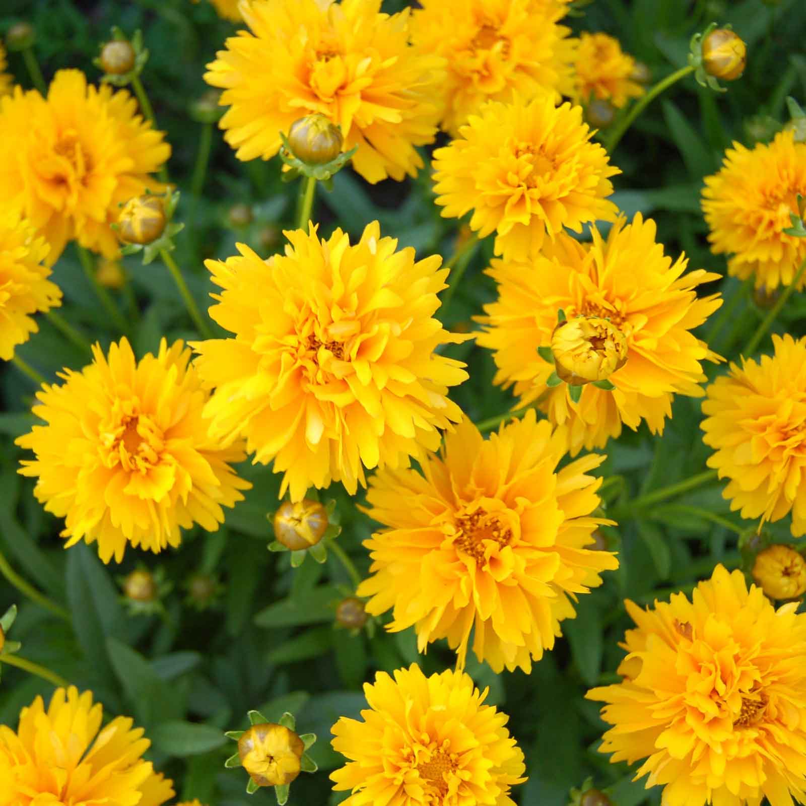 Yellow sunburst coreopsis flowers with orange-red centers against a blurred green background.