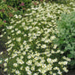 Coreopsis Roots - Moonbeam | Spring Flower Bulbs | Eden Brothers