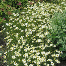 A close-up of delicate yellow Coreopsis 'Moonbeam' flowers with slender petals and vibrant green foliage.