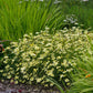 Coreopsis Roots - Moonbeam | Spring Flower Bulbs | Eden Brothers