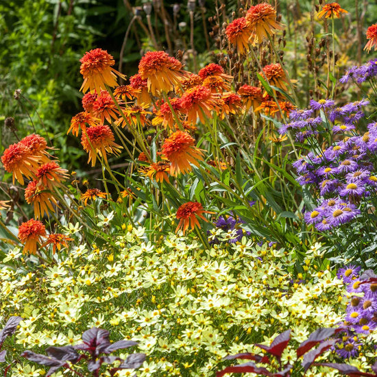 Coreopsis Roots - Moonbeam | Spring Flower Bulbs | Eden Brothers