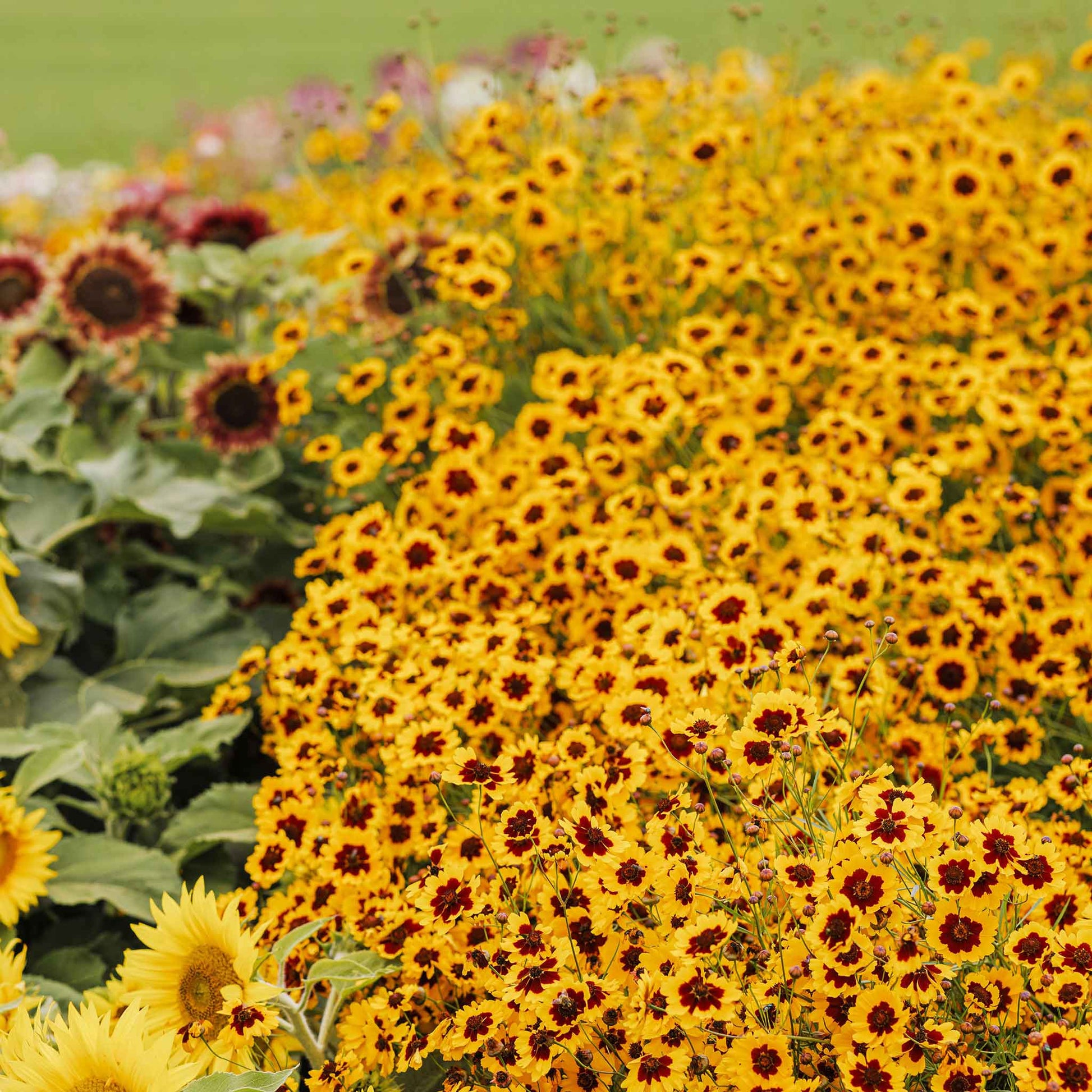 Plains coreopsis flowers in yellow and reddish-brown filling a dense garden setting.