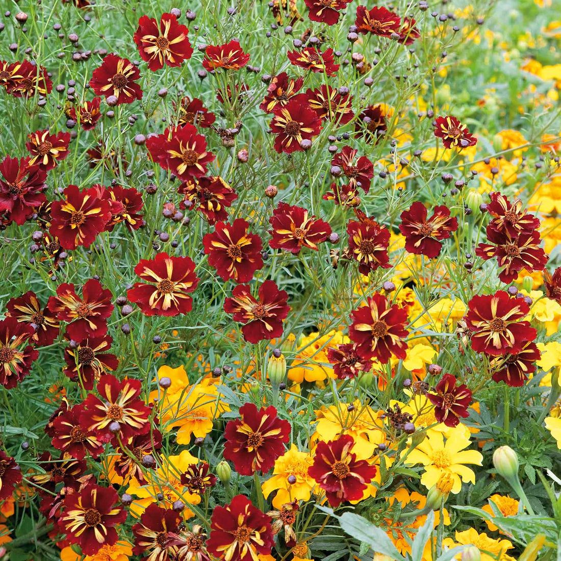 Coreopsis Seeds - Roulette | Flower Seeds in Packets & Bulk | Eden Brothers