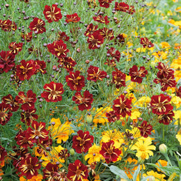 Coreopsis Seeds - Roulette | Flower Seeds in Packets & Bulk | Eden Brothers