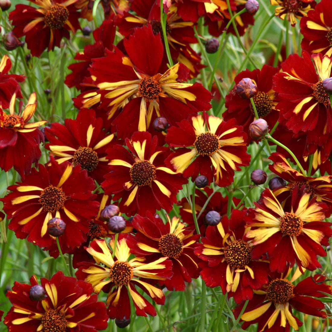 Coreopsis Seeds - Roulette | Flower Seeds in Packets & Bulk | Eden Brothers