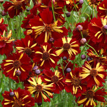 Red and yellow roulette coreopsis flowers with yellow centers in a garden setting.
