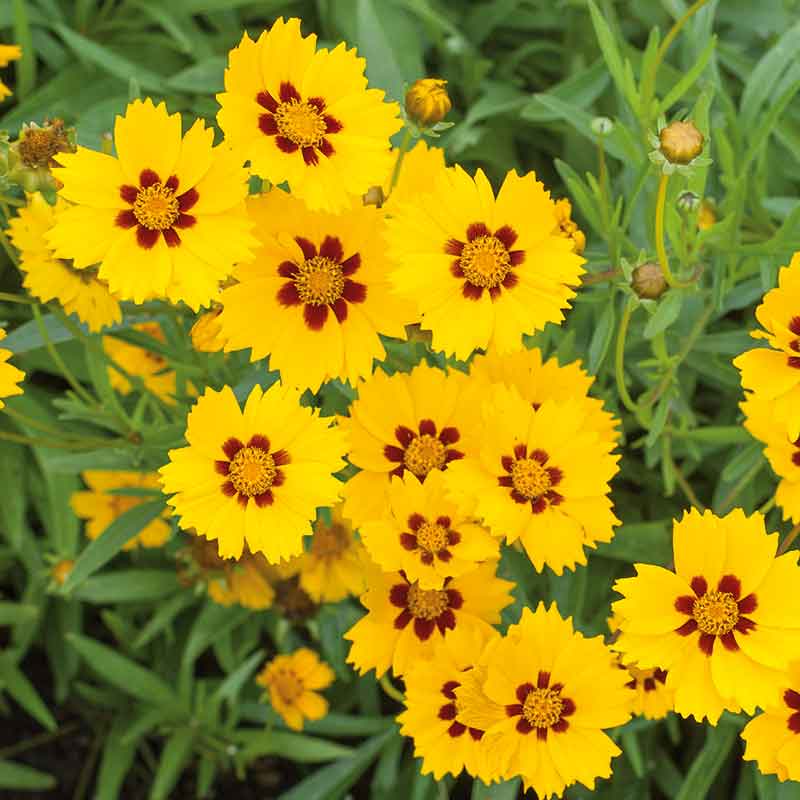 Yellow sterntaler coreopsis flowers with red markings growing in a garden setting.
