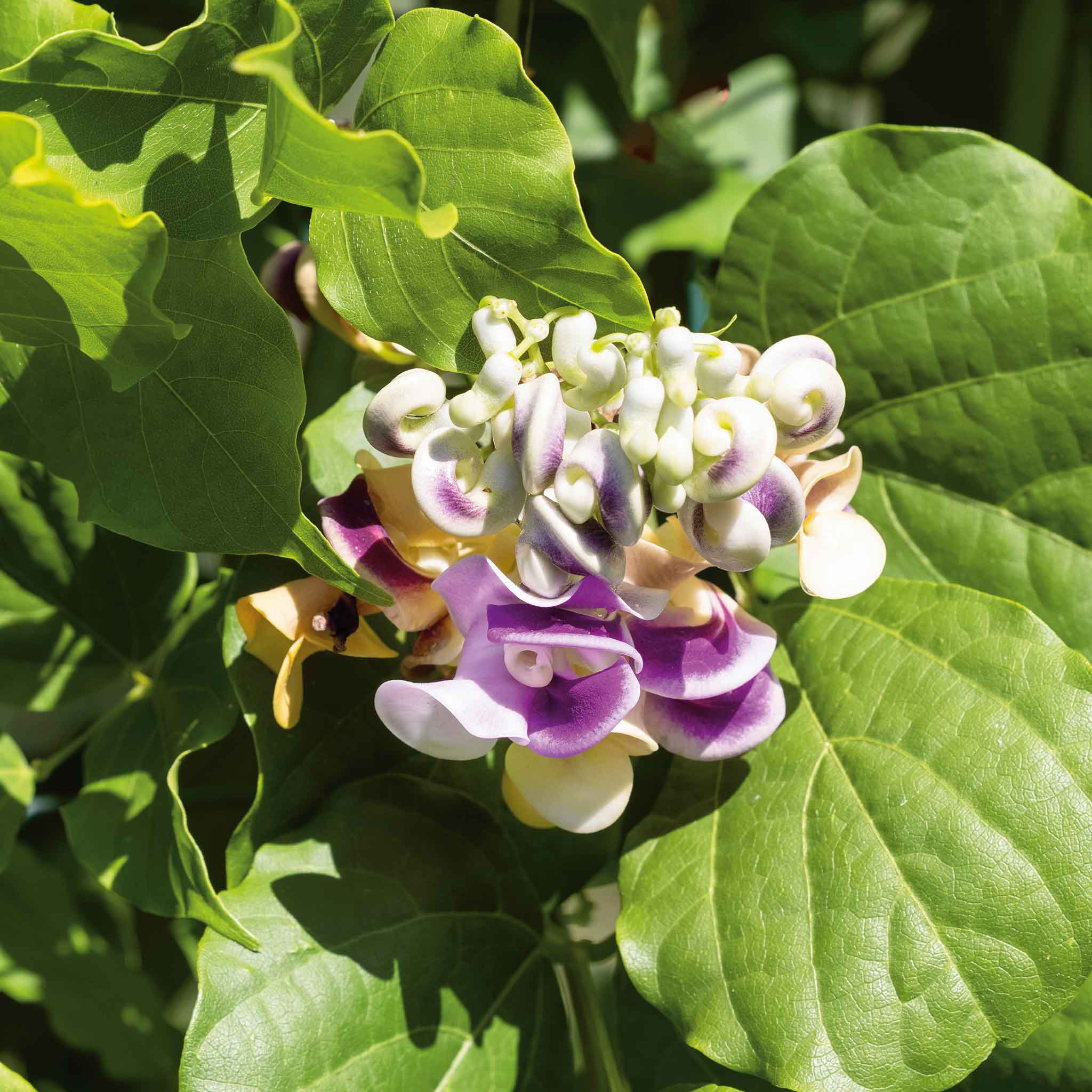 Close-up of corkscrew vine flowers with green leaves