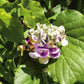 Close-up of corkscrew vine flowers with green leaves