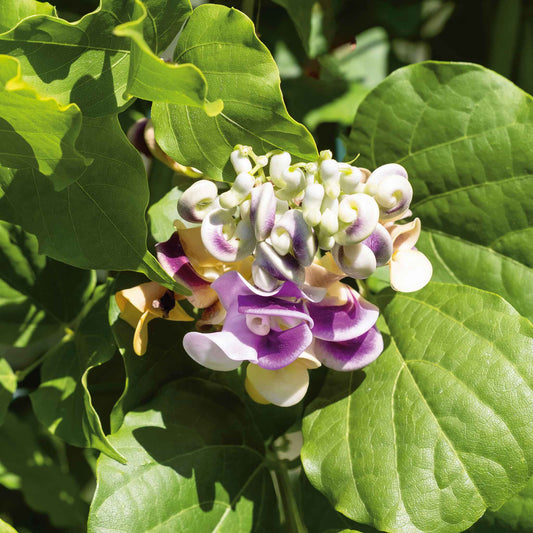 Close-up of corkscrew vine flowers with green leaves