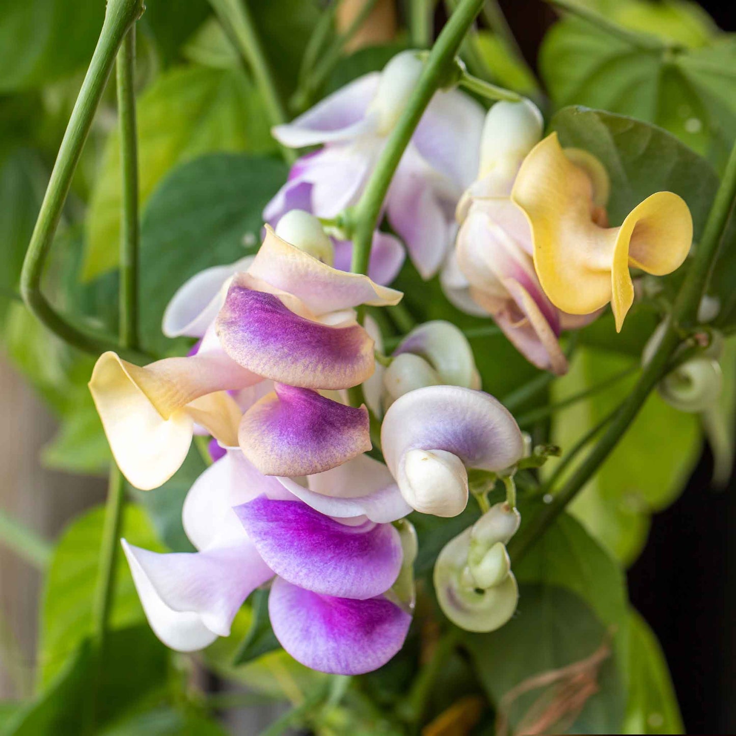 Close-up of a cluster of purple, white, and yellow corkscrew vine flowers on a green plant.