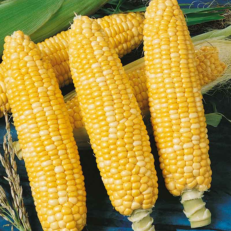Corn Seeds - Ambrosia | Vegetable Seeds in Packets & Bulk | Eden Brothers