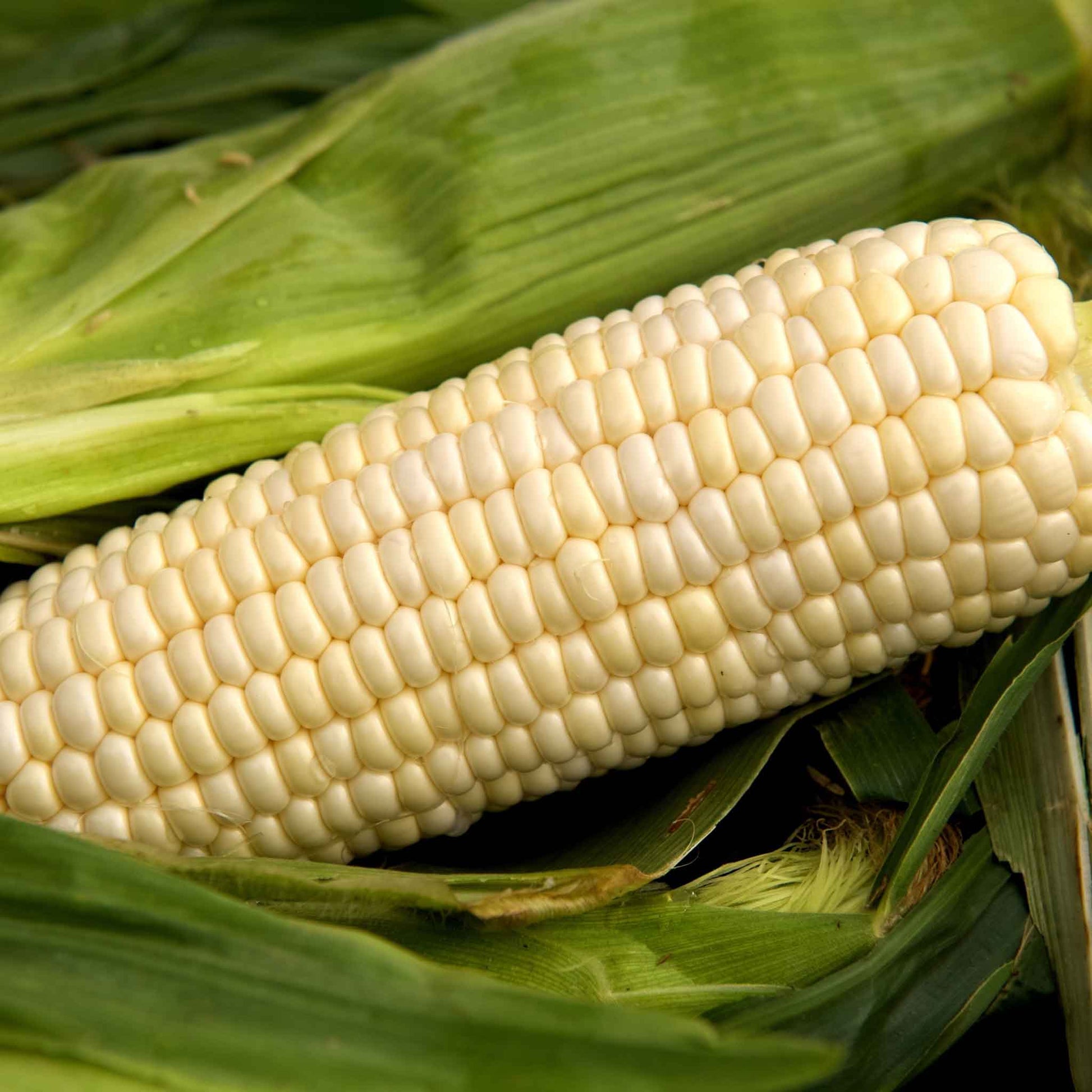 An ear of "Argent" corn featuring white kernels on a cob with visible green husk.