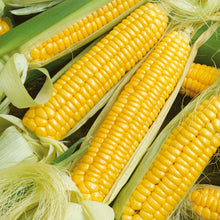 A close-up view of Golden X Bantam ears of corn, with some kernels visible on the cob.