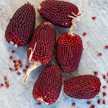A close-up of a group of small, red, ripe strawberry popcorn cobs on a neutral background.