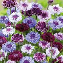 Colorful cornflower classic magic flowers in purple, blue, and white on a green background