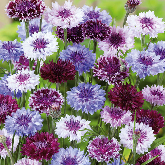 Colorful cornflower classic magic flowers in purple, blue, and white on a green background