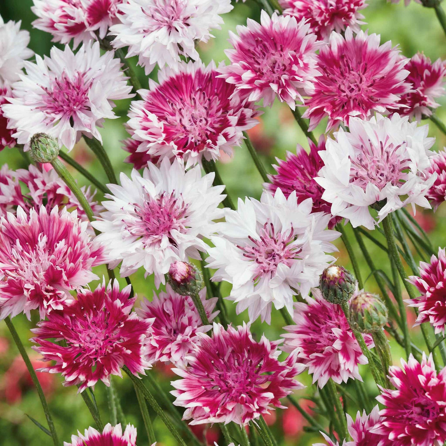 Close-up of pink and white cornflower classic romantic flowers with a blurred green background