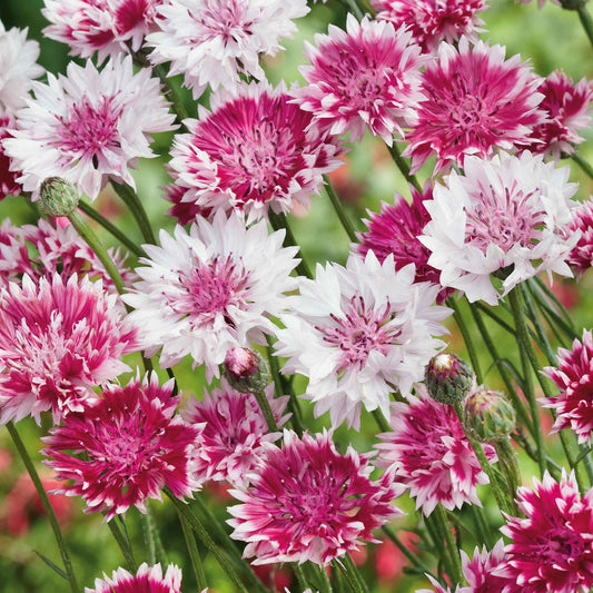 Close-up of pink and white cornflower classic romantic flowers with a blurred green background