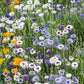 cornflower fantastic mix