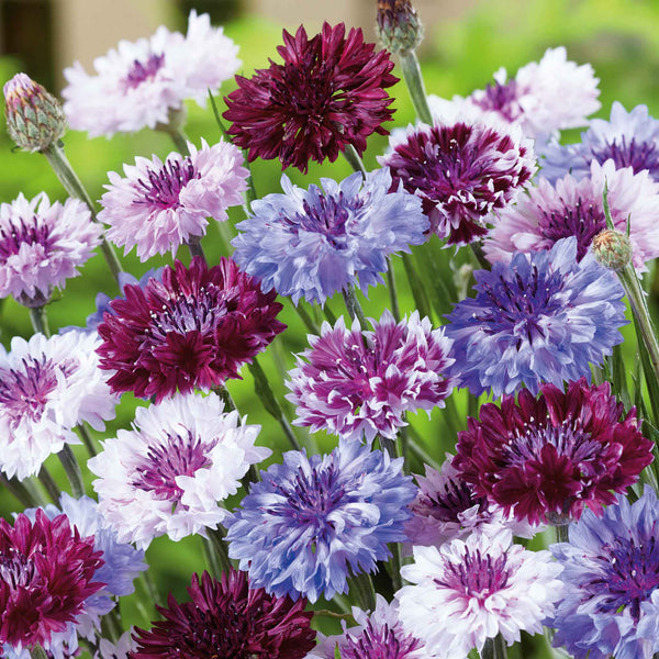 Cornflower Seeds - Frosty Mix | Flower Seeds in Packets & Bulk