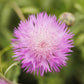 imperialis mix cornflower