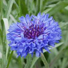 Blue jubilee gem cornflower in full bloom with lush green foliage background.