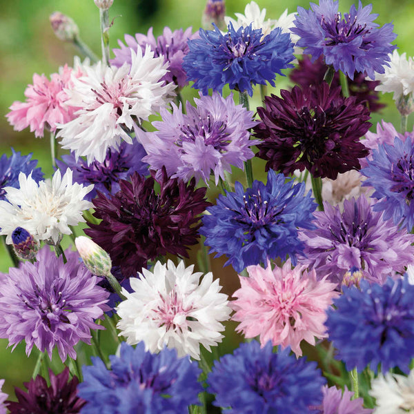 cornflower-tall-mix-ndp-