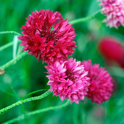 Deep pink tall red cornflowers in bloom against a blurred green background.