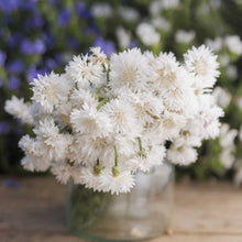 A bouquet of tall white cornflower flowers arranged in a clear glass jar, photographed on a wooden surface with a softly blurred garden background of green and purple foliage.