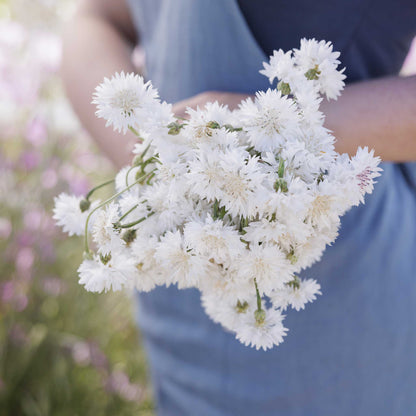 A close-up of a person holding a bouquet of tall white cornflower flowers outdoors, with a soft blurred background of greenery and pink flowers.
